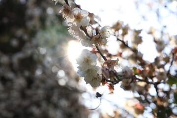 梅の花と太陽