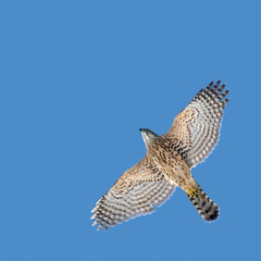Chicken hawk in flight