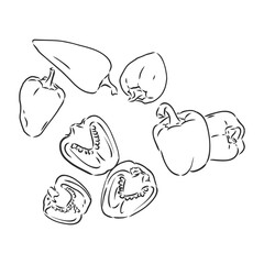 Half a bell pepper. Black and white vector illustration. Isolated on a white background.