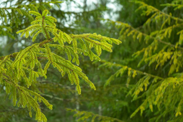 spring spruce branches wet after rain. drops hanging on the needles. bright green color, background