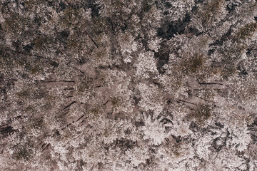 Winter evergreen forest, nature view from aerial view, snow-covered trees.