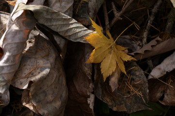 紅葉シーズンの榛名山（掃部ヶ岳）の登山