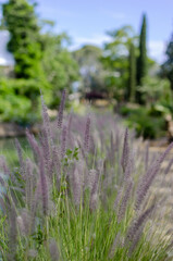 lavender field in region