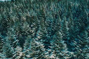 Winter in the woods, the trees are covered with white snow, winter is like a fairy tale.