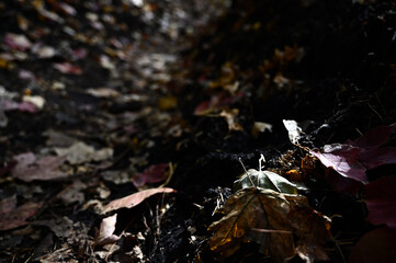 紅葉シーズンの榛名山（掃部ヶ岳）の登山