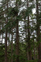 Fototapeta premium trees in the woods