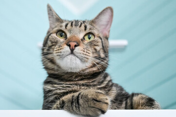 Fototapeta na wymiar young gray striped cat