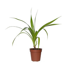 Indoor plant with long green leaves in a plastic flower pot