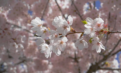 Delicate and beautiful cherry blossom against blue sky background. Sakura blossom. Japanese cherry blossom.
