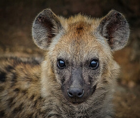 Hyena in the wild