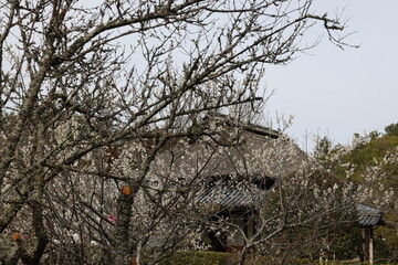 日本の岡山県総社市の古くて美しい建物