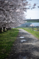 田舎、散歩、河原、桜、日本