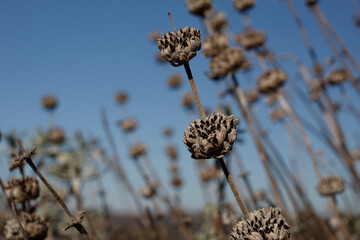 Vacant grey trichomatic bracts formerly holding indehiscent nutlet fruit of Purple Sage, Salvia Leucophylla, Lamiaceae, native monoclinous shrub in Topanga State Park, Santa Monica Mountains, Winter.
