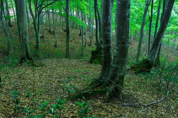 若葉が育ち始めたブナの森