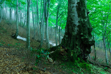 ブナの大木とうっすらと霧がかかる森