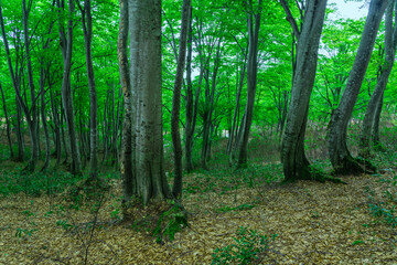 Obraz premium 若葉が育ち始めたブナの森