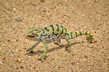 Chameleon crossing the road