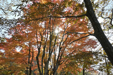 Fototapeta premium 紅葉シーズンの榛名湖湖畔