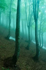 Zelfklevend Fotobehang  霧に包まれるブナの森 © tetsusan