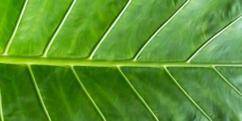 Banana palm leaves texture green background