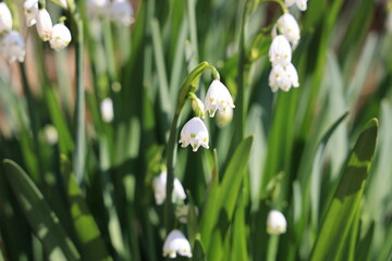 Obraz premium スノーフレーク