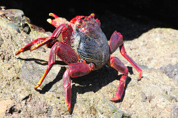 rote_Klippenkrabbe
