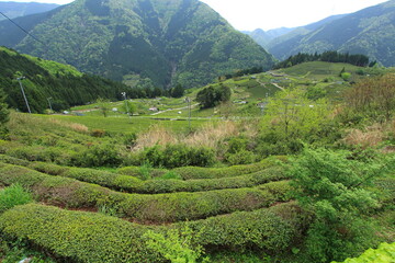 天空の茶畑　岐阜県上ヶ流地区は岐阜のマチュピチュと言われている