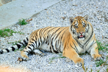Fototapeta na wymiar Ussuri tiger - a symbol of Eastern Siberia