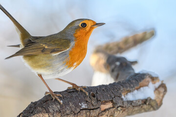 Robin - Erithacus rubecula