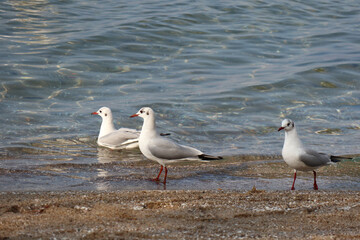 Close up seagulls on the beach for natural background