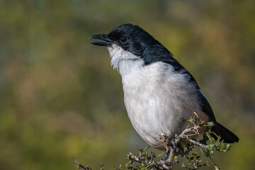 Common Fiscal Shrike on the branch