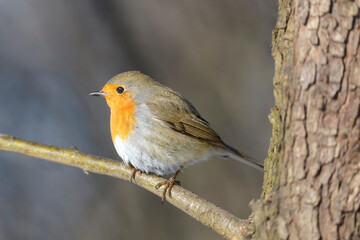 Robin - Erithacus rubecula