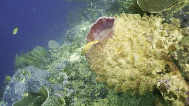 A colorful yellow fish hides in a large marine shell on a coral reef in a deep blue sea - Banda, Indonesia