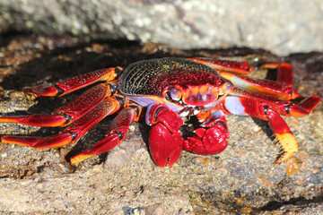 rote_Klippenkrabbe