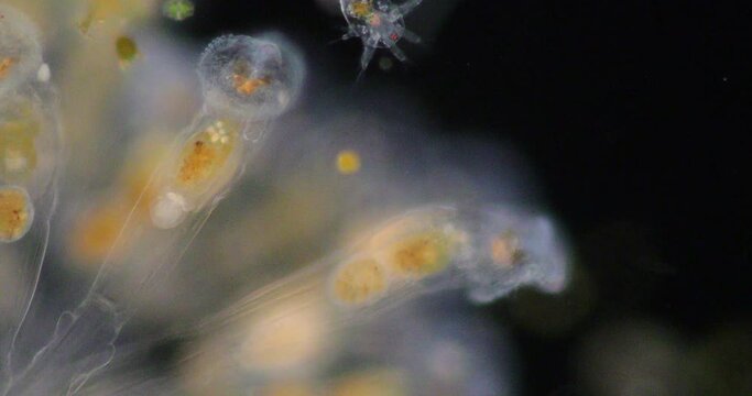 The rotifers commonly called wheel animals or wheel animalcules, make up a phylum (Rotifera) pseudocoelomate animals under the microscope.

