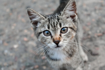 Little kitten looks cute into the lens