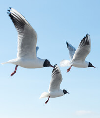 Seagulls in flight