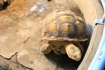 ケヅメリクガメ