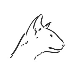 Oriental Shorthair cat. Hand drawn style print. Vector illustration.