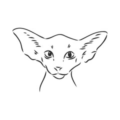 Oriental Shorthair cat. Hand drawn style print. Vector illustration.