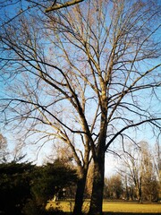 Trees and Blue Sky view 