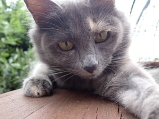 Petit chat de compagnie 