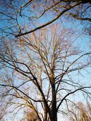 Fototapeta na wymiar Trees and Blue Sky view 