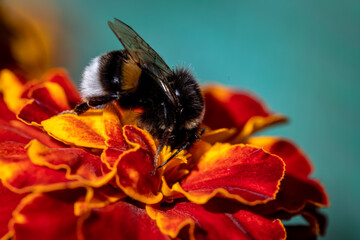 Bumblebee (Bombus pascuorum) on a orange flower
