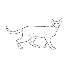 Oriental Shorthair cat. Hand drawn style print. Vector illustration.