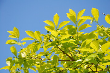 green leaves in the blue sky on a spring day