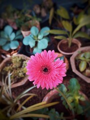Gerbera Daisy.Gerbera daisies (Gerbera jamesonii) are bright, colorful flowers that are commonly planted in gardens as bedding plants.