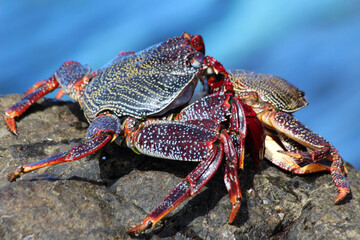 rote_Klippenkrabbe