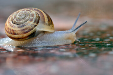 Garden snail after rain