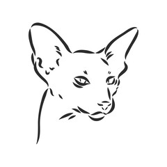 Oriental Shorthair cat. Hand drawn style print. Vector illustration.